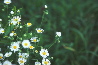 Papatya çiçekli yaz çayırı