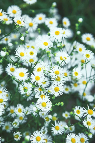 Łąka letnia z kwiatami rumianku — Zdjęcie stockowe