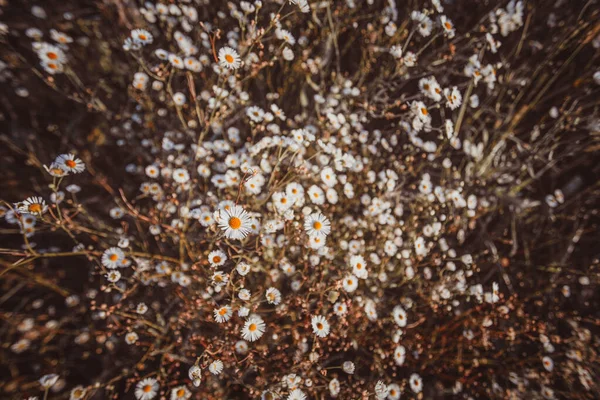 Autumn wild grass and white daisy flowers on a meadow — ストック写真