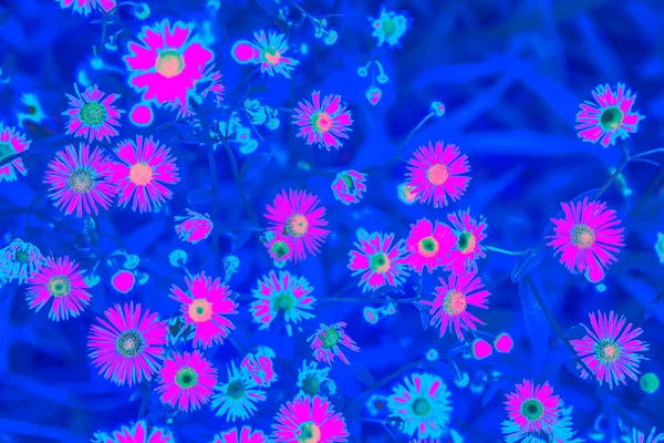 Leuchtend rosa holographische neonfarbene Sommerblumen — Stockfoto