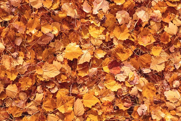 Vallen geel en oranje bladeren achtergrond — Stockfoto