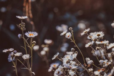 Çayırda sonbahar yabani otlar ve çiçekler
