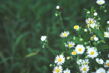 Papatya çiçekli yaz çayırı