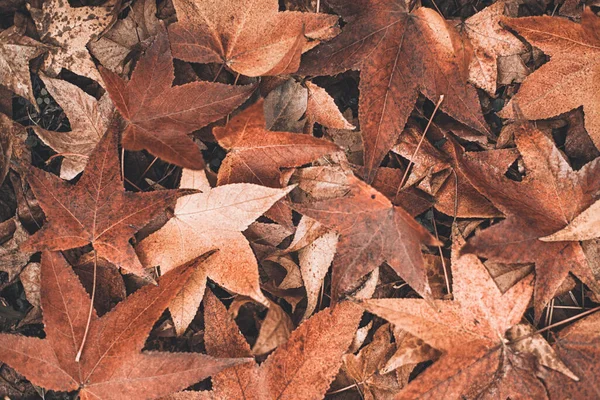 Fall maple leaves background — Stock Photo, Image