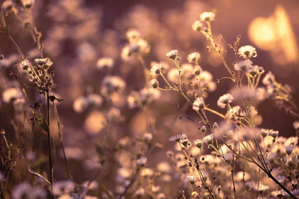 Grama selvagem de outono e flores em um prado — Fotografia de Stock