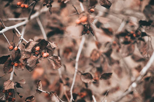 Φθινοπωρινή σκηνή με καφέ κλαδιά σε θολή φύλλα — Φωτογραφία Αρχείου