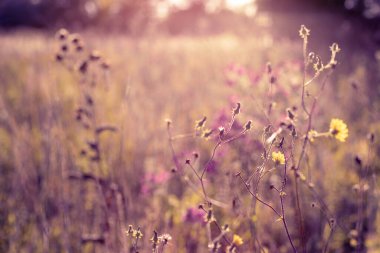 Çayırda sonbahar yabani otlar ve çiçekler