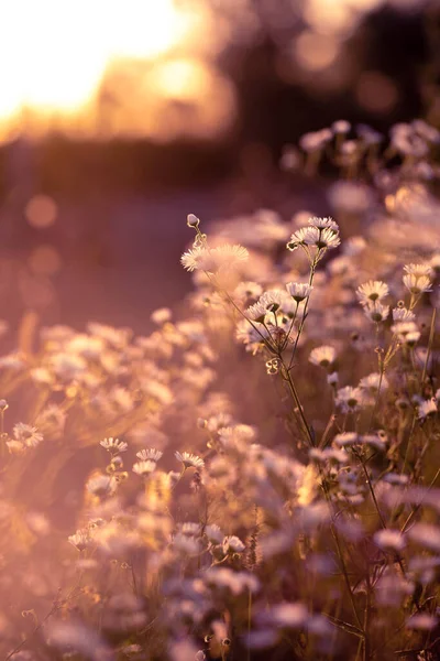 Осень дикая трава и цветы на лугу — стоковое фото