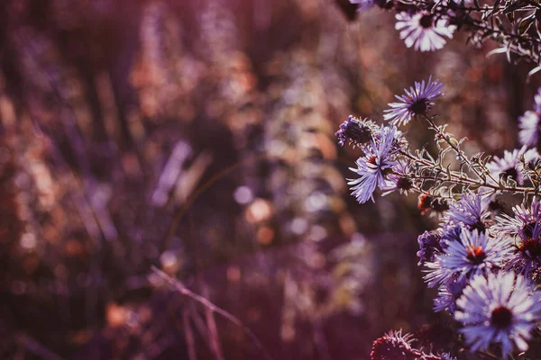 Grama selvagem de outono e flores em um prado — Fotografia de Stock