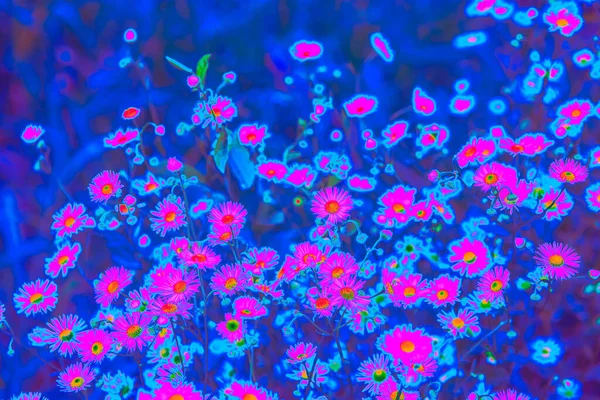 明るいピンクホログラフィックネオン色の夏の花 — ストック写真
