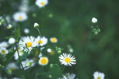 Papatya çiçekli yaz çayırı