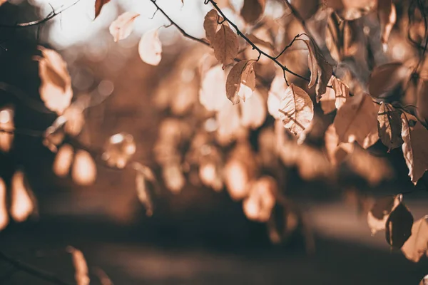 Φθινοπωρινή σκηνή με φύλλα πορτοκαλιού και θολά καφέ κλαδιά — Φωτογραφία Αρχείου