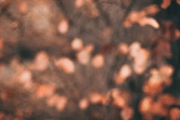 Размытая осенняя сцена с оранжевыми листьями и коричневыми ветвями — стоковое фото