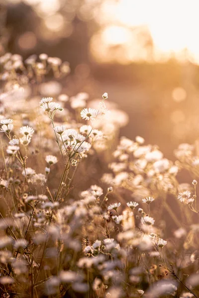 Grama selvagem de outono e flores em um prado — Fotografia de Stock