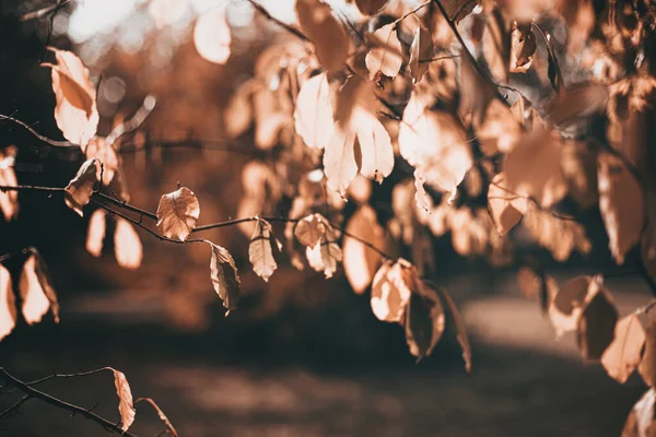 Φθινοπωρινή σκηνή με φύλλα πορτοκαλιού και θολά καφέ κλαδιά — Φωτογραφία Αρχείου