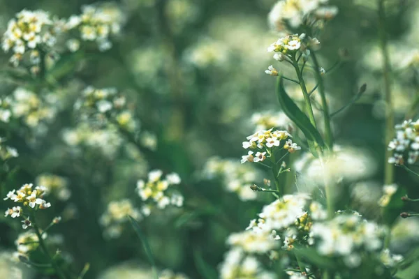 Prado de verão com flores brancas — Fotografia de Stock