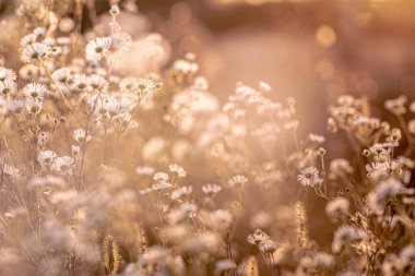 Çayırda sonbahar yabani otlar ve çiçekler