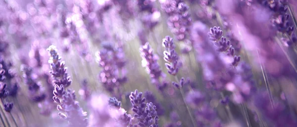 Banner with lavender flower field at sunset rays — Stock Photo, Image