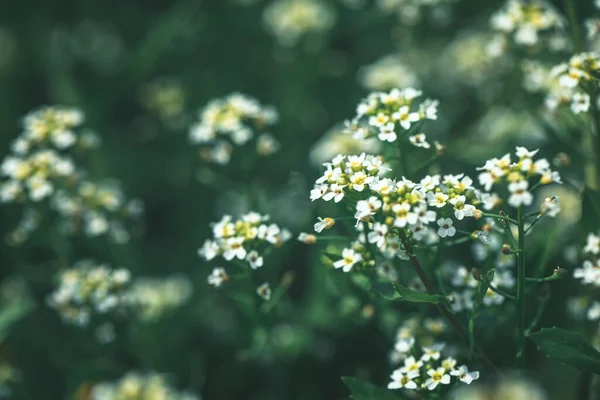 Prado de verão com flores brancas — Fotografia de Stock