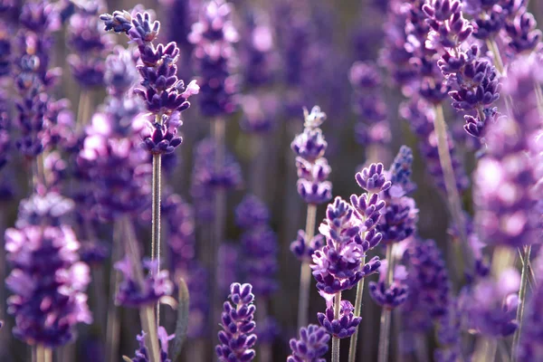 Campo de flores de lavanda aos raios do pôr do sol — Fotografia de Stock