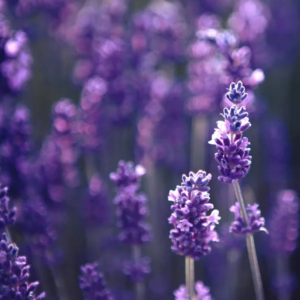 Lavender flower field at sunset rays