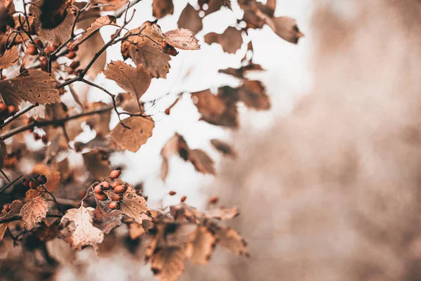 Φθινοπωρινή σκηνή με καφέ κλαδιά σε θολή φύλλα — Φωτογραφία Αρχείου