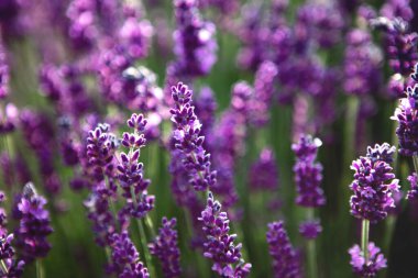 Gün batımında lavanta çiçeği tarlası