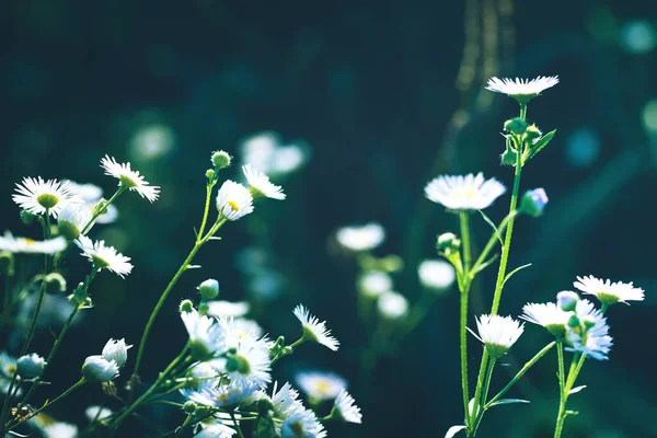 Prado de verão com flores de camomila — Fotografia de Stock