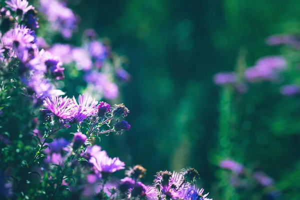 Zomer weide met paarse bloemen — Stockfoto