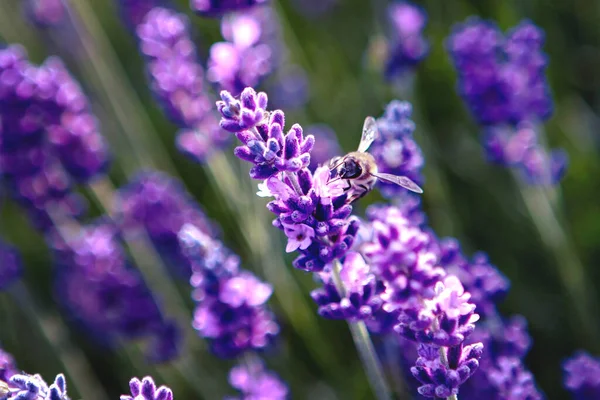 Lavender flowers and bee at sunset rays