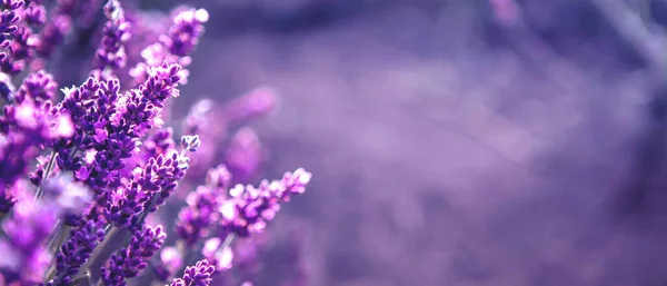 Banner con campo de flores de lavanda al atardecer —  Fotos de Stock