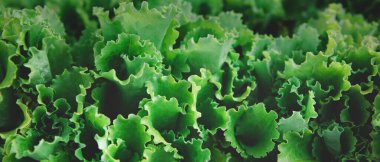 Organik sağlıklı yeşil marul bitkilerinin dokusuyla pankart.