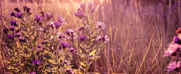 Seasonal sale website banner with wild grass on a meadow