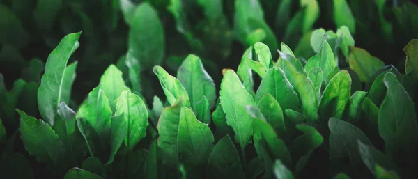 一排排健康的有机绿色莴苣植物的封闭 — 图库照片