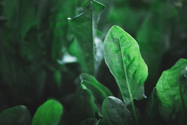 一排排健康的有机绿色莴苣植物的封闭 — 图库照片