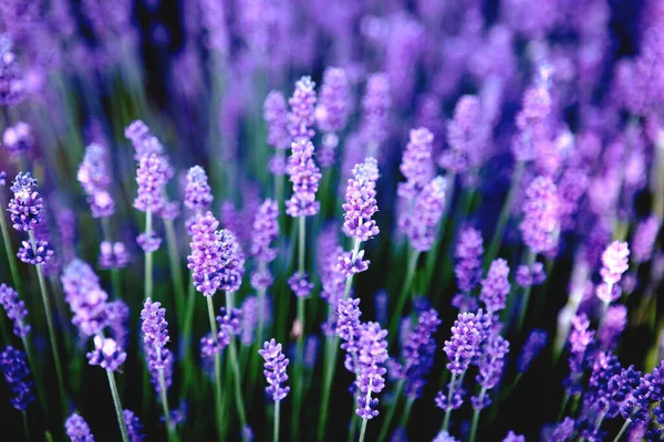 Lavender flower field at sunset rays