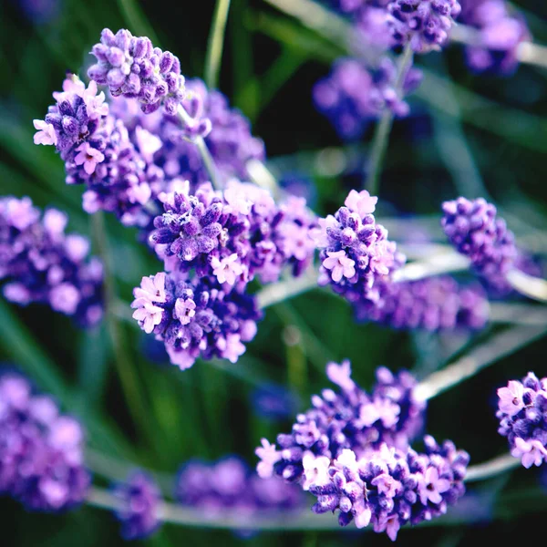 Lavender flower field at sunset rays