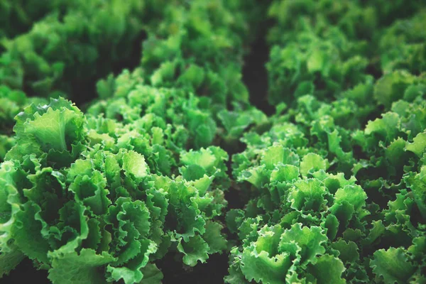 Rows of organic healthy green lettuce plants