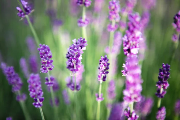 Lavender flower field at sunset rays