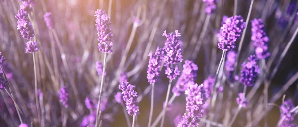 Banner with lavender flower field at sunset rays