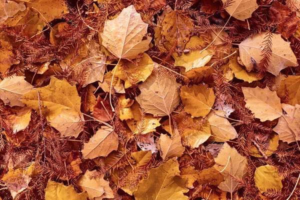 Autunno giallo e arancio foglie sfondo — Foto Stock