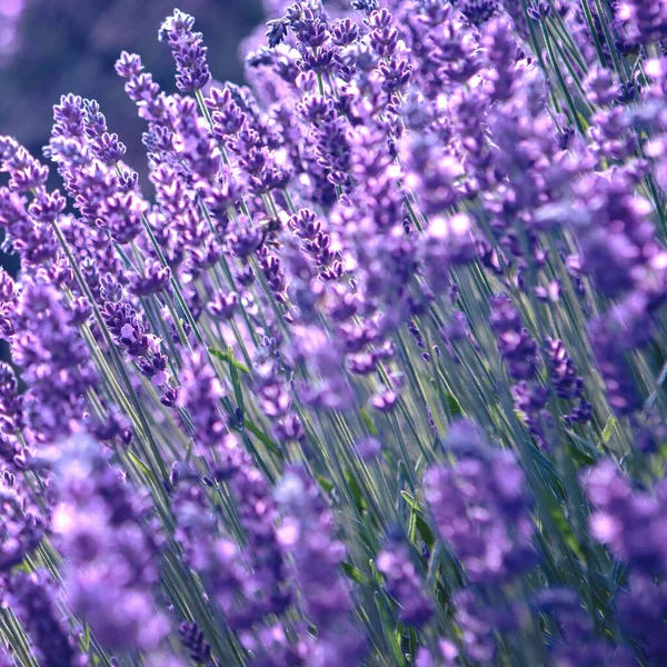 Campo de flores de lavanda aos raios do pôr do sol — Fotografia de Stock