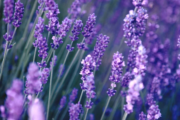 Campo di fiori di lavanda ai raggi del tramonto — Foto Stock