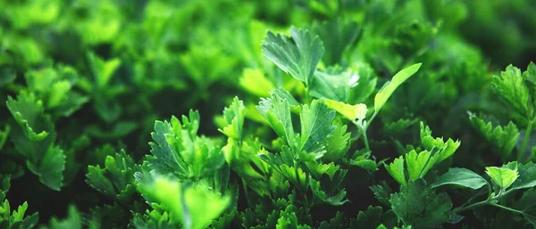 一排排健康的有机绿色欧芹植物的密闭 — 图库照片