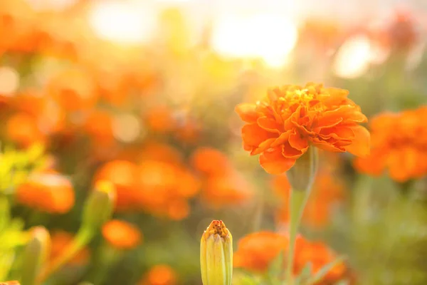 Closeup of orange marigolds bathed in sunlight in garden — Stock Photo, Image