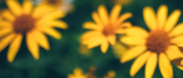 Знамя с размытым желтым подсолнухом в летнем цветочном саду — стоковое фото