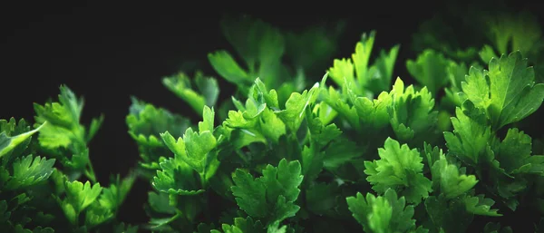 带有机健康绿色欧芹植物的横幅 — 图库照片