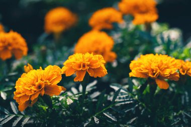 Bahçede yeşil yapraklı turuncu kadife çiçeklerine yakın çekim 