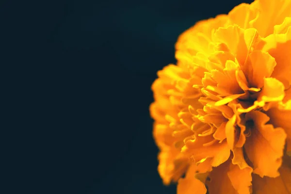 Крупный план оранжевого цветка Мэриголд на темном фоне — стоковое фото