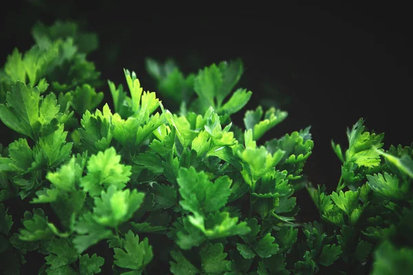 一排排健康的有机绿色欧芹植物的密闭 — 图库照片